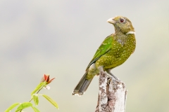 Green Catbird (Image ID 61669)