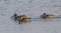 Pink-eared Duck (Image ID 61314)