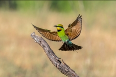 Rainbow Bee-eater (Image ID 61595)