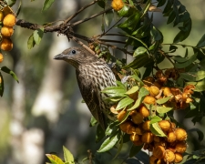 Australasian Figbird (Image ID 61682)