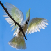 Sulphur-crested Cockatoo (Image ID 61704)