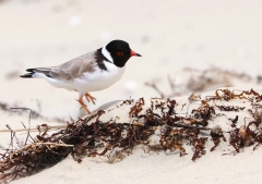 Hooded Plover (Image ID 61673)