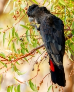 Red-tailed Black-Cockatoo (Image ID 61548)