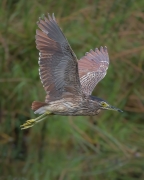 Nankeen Night-Heron (Image ID 61482)