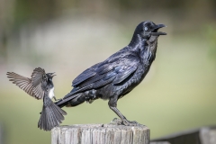 Australian Raven, Willie Wagtail (Image ID 61545)