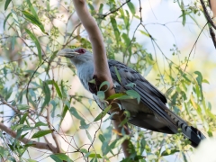 Channel-billed Cuckoo (Image ID 61852)