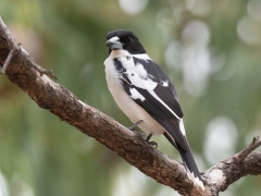 Black-backed Butcherbird (Image ID 61827)