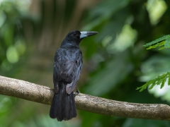 Black Butcherbird (Image ID 61829)