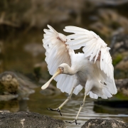 Yellow-billed Spoonbill (Image ID 61952)