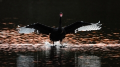 Black Swan (Image ID 62191)