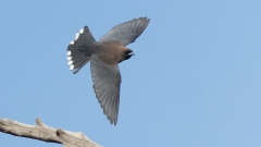 Little Woodswallow (Image ID 61894)