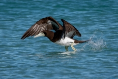 Brown Booby (Image ID 61993)