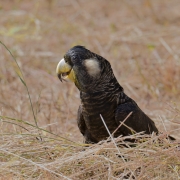 Baudin's Black-Cockatoo (Image ID 61988)