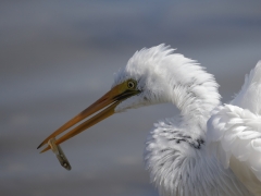 Plumed Egret (Image ID 62257)