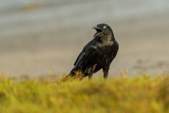 Torresian Crow (Image ID 62003)