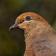 Brown Cuckoo-Dove (Image ID 62005)