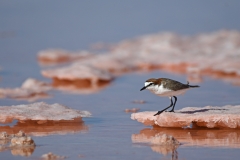 Red-capped Plover (Image ID 61753)