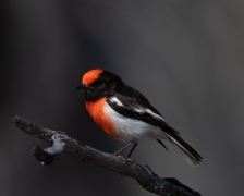 Red-capped Robin (Image ID 61775)