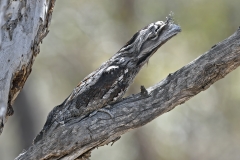 Tawny Frogmouth (Image ID 61935)