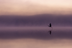 Great Egret (Image ID 62004)