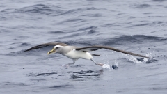 Buller's Albatross (Image ID 62046)
