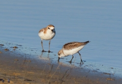 Red-capped Plover (Image ID 61946)