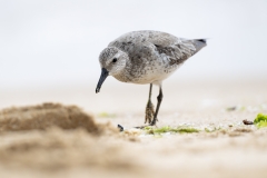 Red Knot (Image ID 62057)