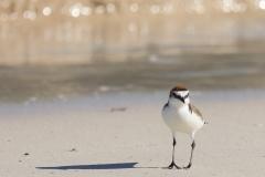 Red-capped Plover (Image ID 61968)