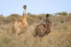 Emu (Image ID 61984)