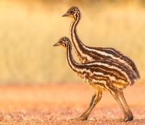 Emu (Image ID 61861)