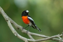 Scarlet Robin (Image ID 61913)