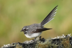 Grey Fantail complex (Image ID 62122)