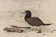 Brown Booby (Image ID 62784)