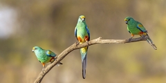 Mulga Parrot (Image ID 62586)