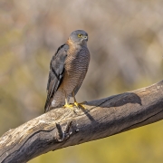 Collared Sparrowhawk (Image ID 62610)