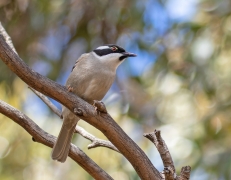 Strong-billed Honeyeater (Image ID 62722)