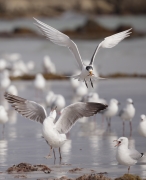 Greater Crested Tern, Silver Gull (Image ID 62704)