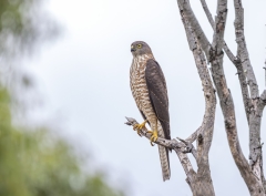 Collared Sparrowhawk (Image ID 62567)