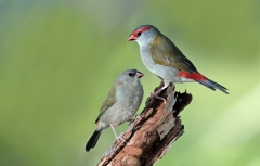Red-browed Finch (Image ID 62313)