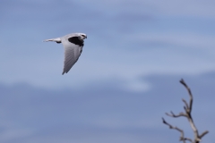 Black-shouldered Kite (Image ID 62849)