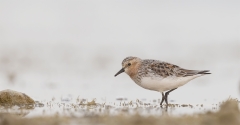 Red-necked Stint (Image ID 62276)