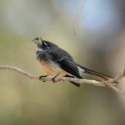 Grey Fantail (Image ID 62482)