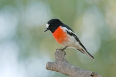 Scarlet Robin (Image ID 62717)