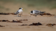 Greater Crested Tern (Image ID 62562)