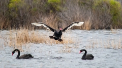 Black Swan (Image ID 62527)