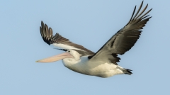 Australian Pelican (Image ID 62649)