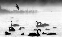 Black Swan (Image ID 62630)