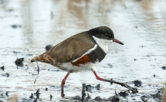Red-kneed Dotterel (Image ID 62650)
