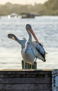 Australian Pelican (Image ID 62558)