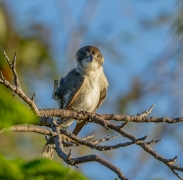 Grey Butcherbird (Image ID 62800)